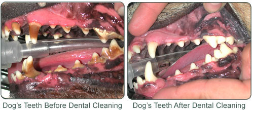 Dental Before and After