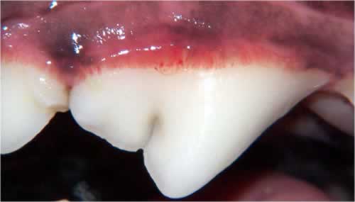 A tooth-by-tooth examination and develop a treatment plan to address pathology found