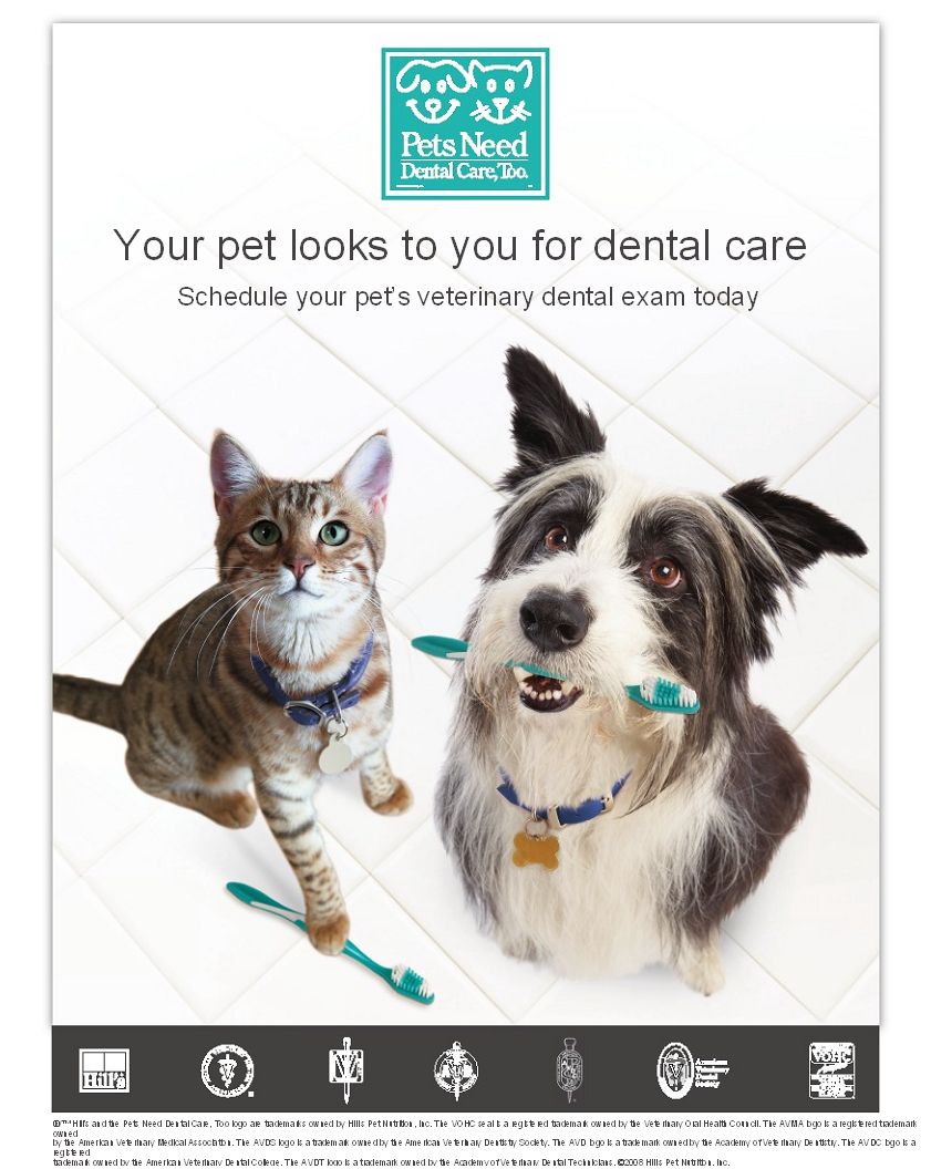Pets need dental care too