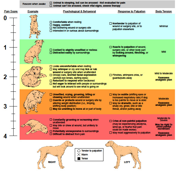 pain score